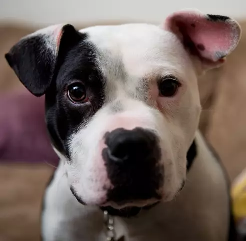 Познакомьтесь с Jonny Justice, собакой ASPCA года