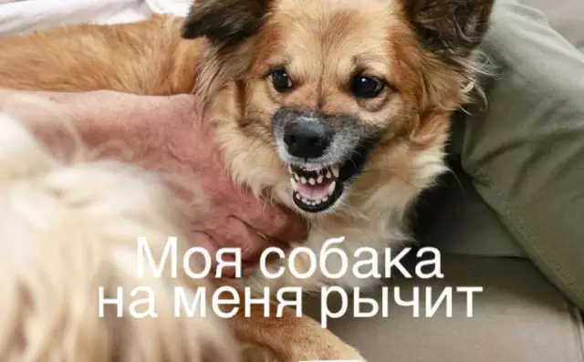 Как моя умная собака заставляет меня чувствовать себя немой