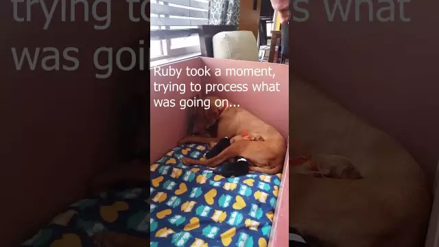 Brigg the Vizsla Preps Foster Pups для своих домов навсегда
