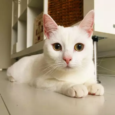 Zappa the Cat любит Боуи, «Боулинг» и скейтборды
