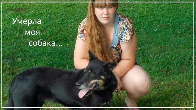 Моя собака попала в Йель