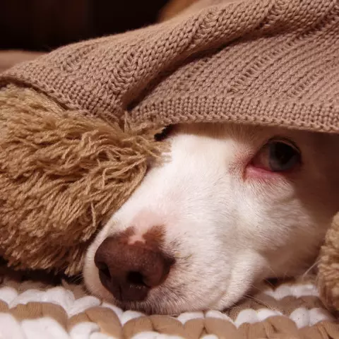 Parvo Survivor Chloe выходит из блошиного рынка в филантропию