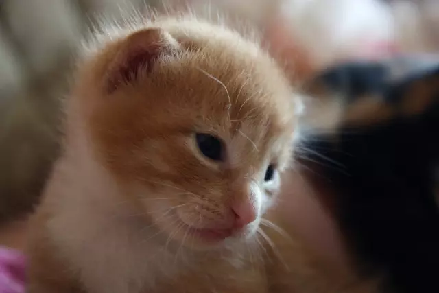 8 кошачьих выражений, которые все любители кошек знают хорошо