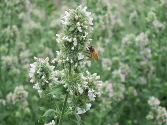 Как Catnip влияет на поведение кошки?