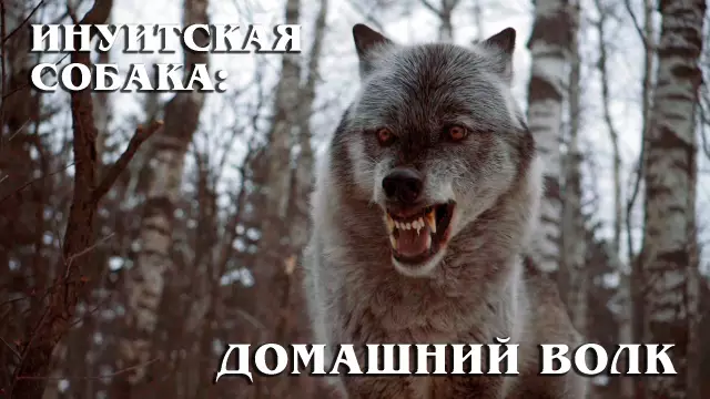 Собаки игры престолов