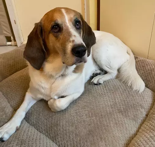 Daisy the Basset Hound Stars в своем собственном комиксе