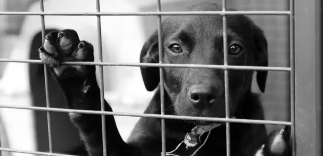 Исследование: Puppy Mills оставляет собак с долгосрочным психологическим вредом