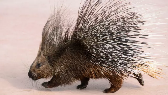 Что вы делаете, если ваша собака получает Quill by Porcupine?