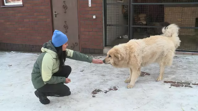 Больше бездомных домашних животных