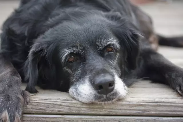 «Старшие собаки по всей Америке» Lovingly Chronicles Aging Dogs