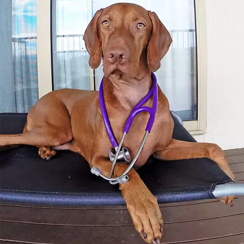 Финли Тест Vizsla Out of Voyce Health Monitor