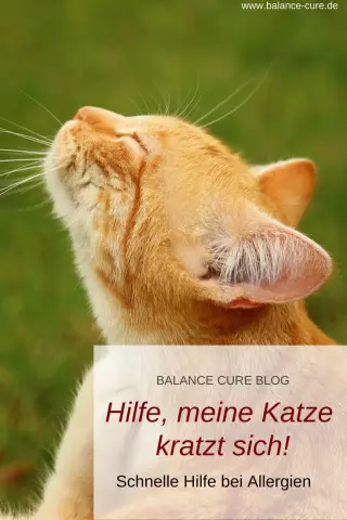 Очаровательная стойка помогает «шаткому» кошке Geordi Olive Go Viral
