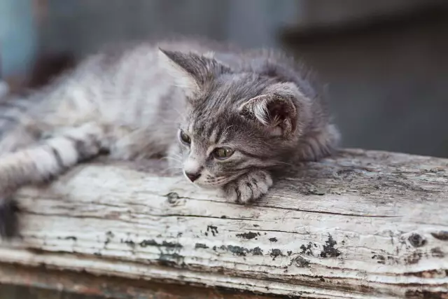 У вас есть кошка?