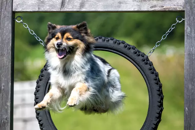 Собираетесь в отпуск? Что происходит с собакой?