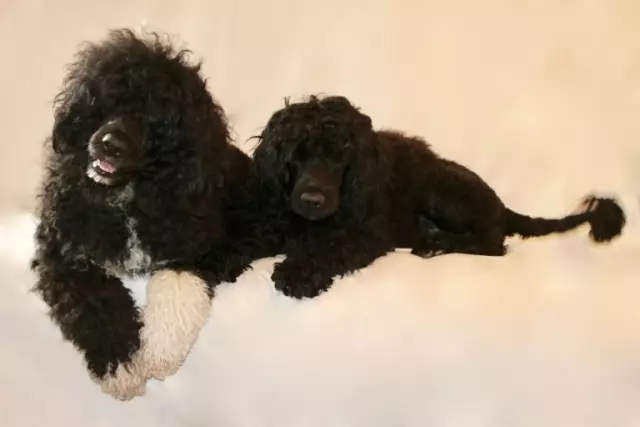 Знакомьтесь с португальской водной собакой: первая собака Соединенных Штатов