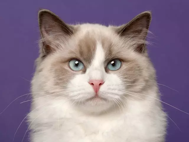 Кто этот кот? Познакомьтесь с Ragdoll, Feline Sweetie