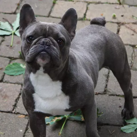 Познакомьтесь с чечевицей, сладким французским бульдогом, который ест по трубе