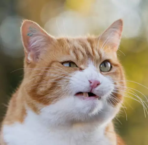 В этом году прогнозы на «Оскар кошки»