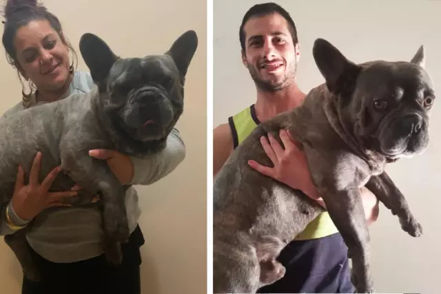 Знакомьтесь с мамой, французский бульдог, который также является ди-джеем