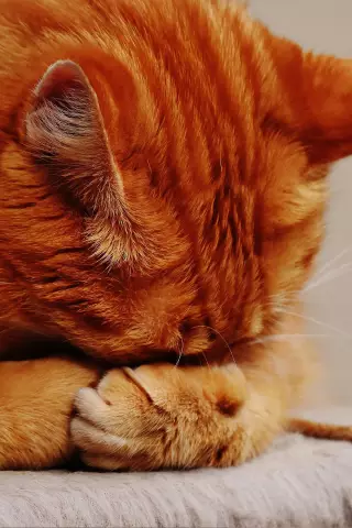 Ваши кошки когда-либо появляются в ваших мечтах?