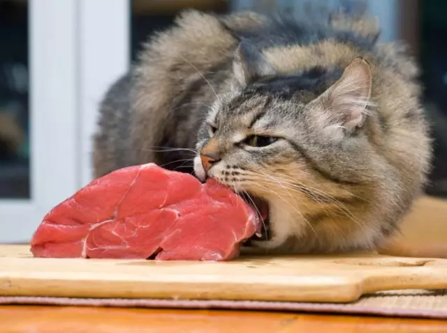 Кошка ест новый бренд мокрой кошки без жалобы