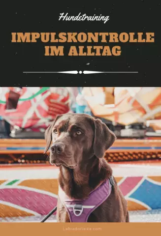 Важное значение для собак: почему мы создали поезд