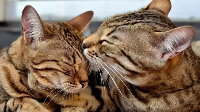 DIY Party Hats - большое удовольствие для людей, а также для кошек