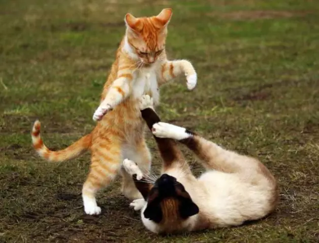 Кошки FIV-Positve могут жить с другими кошками. Наука