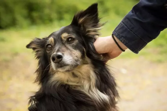 Где ваша собака ЛЮБОВЬ, чтобы ее пели?