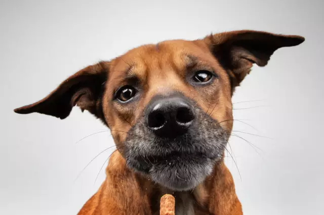 FidoFOTO помогает вам сделать веселые изменения для ваших собак