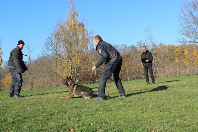Как я тренирую свою собаку следующего служения, шеф