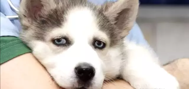 Как сырая диета, наконец, вылечила то, что помогло моей немецкой овчарке