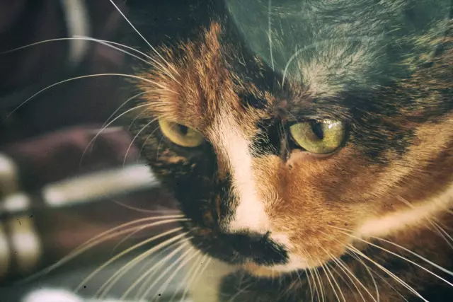 Запугивание возникло среди моих кошек - вот как я это закончил