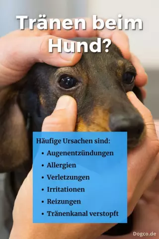 Может ли собака болеть после тяжелых упражнений?