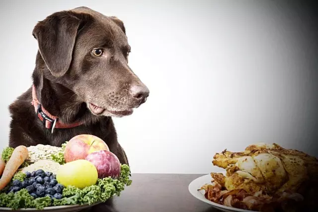 Вы разговариваете по телефону во время прогулки по собаке? Тьфу