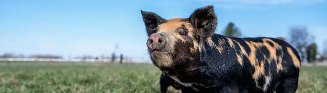 Сострадание без границ нацелено на то, чтобы принести базовую ветеринарную помощь малообеспеченным группам населения