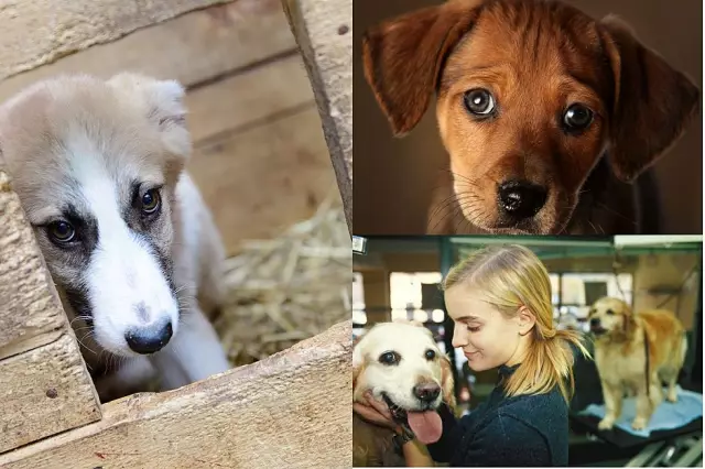 Miles & Mutts Tyres Shelter Dogs Out, поэтому они не передаются для усыновления