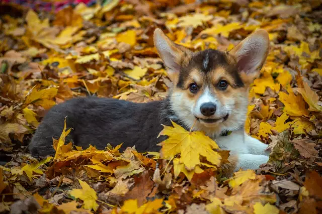 Tibby Extra-Fluffy Corgi - роскошная звезда социальных медиа