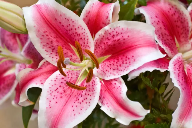 Stargazer Lilies и Sago Palms: Красивые, но смертельные