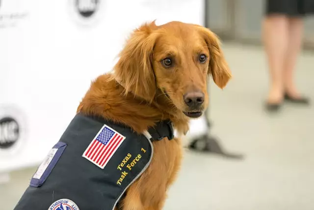 Зоя выходит из списка эвтаназии, чтобы выиграть приз ACC Therapy Dog