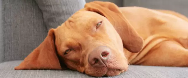 Узнайте о Vizsla, самом популярном в Венгрии экспорте
