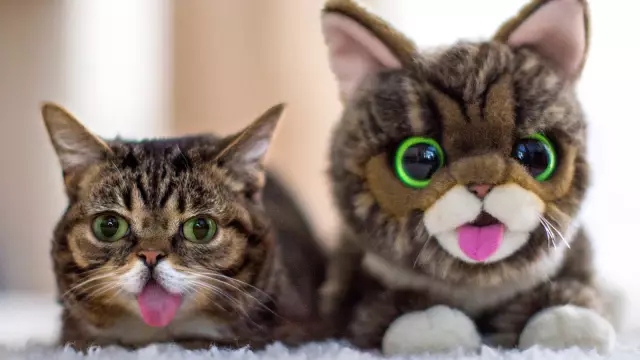 8 Прохладные вещи о встрече Lil BUB
