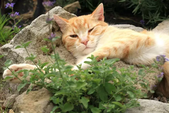 Я запекал торт кота для моих кошек