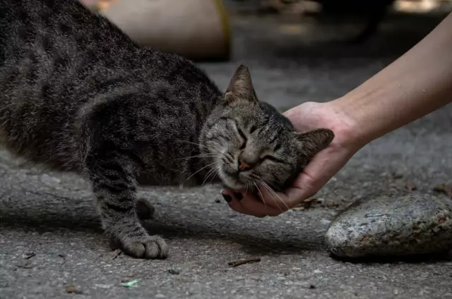 Кошки действительно любят телевидение?