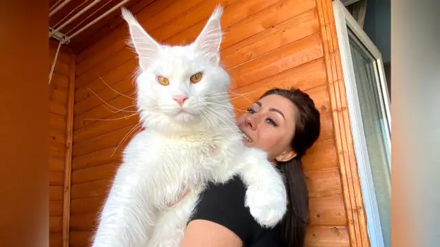 7 Сезоны моего кота и меня. Это было неправильно