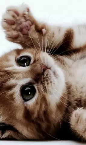 Кошка дня: Gizmo