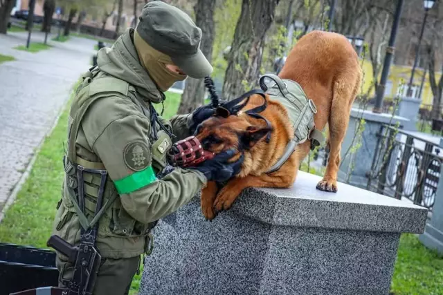 Военная собака, названная Баком, ставит лицо на собачьей ПТСР