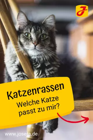 Вы кладете кота в обязанность перед тем, как покинуть дом?