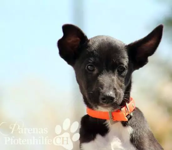 Пожалуйста, помогите мне переименовать собаку с именем Buttercup