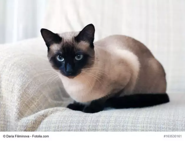 Кто этот кот? Сиамцы, если вы хотите